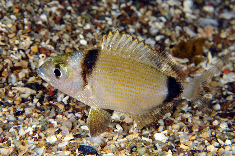 Piccolo di sarago fasciato (juvenile Diplodus vulgaris)